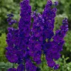 delphinium-black-knight